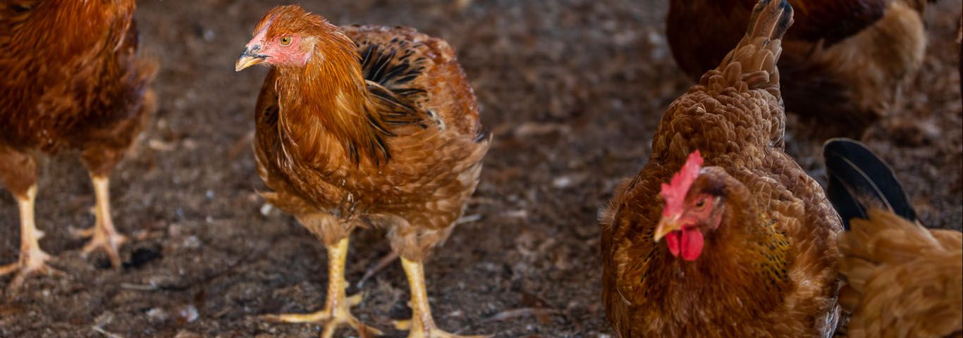 capon criado en Ibiza al aire libre