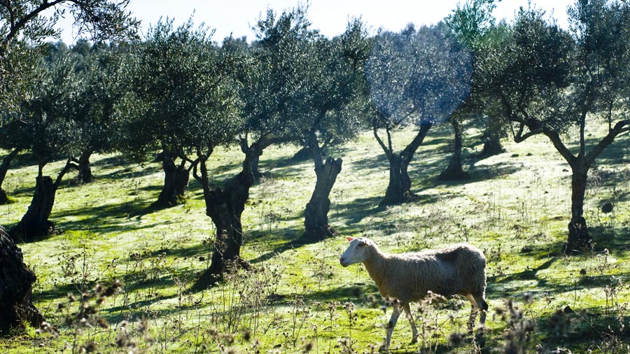 cm aceite oliva ecologico finca ciguena negra comprar ibiza