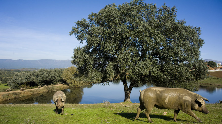 cm curiosidades cerdo ibiza carnes 2